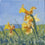 Daffodils