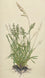 Wild Grass