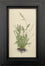 Wild Grass