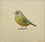 Greenfinch