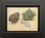 Pinecone, Lichen and Feather