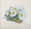Primrose