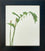 Solomon's Seal