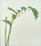 Solomon's Seal