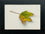 Sycamore Leaf