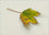 Sycamore Leaf