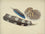 Feathers