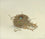 Blackbird Nest