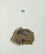 Nest and Egg (Blackbird)