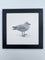 Young Herring Gull
