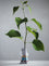 Plant with Jug II