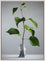 Plant with Jug II
