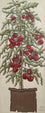 Tomato Plant