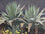 Agave