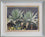 Agave