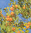 Citrus Tree