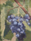 Grapes on the Vine