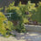Terrace with Grapevine