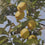Lemons on the Tree