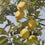Lemons on the Tree
