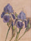 Sketch of Irises