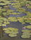 Waterlilies II