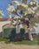 White House with Pear Blossom