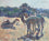 Camels at Aswan II
