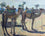 Camels at Aswan I