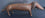 Dachshund