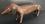 Dachshund