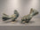 Fantail Dove 5 (Edition of 9)