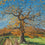Oak in Late Autumn
