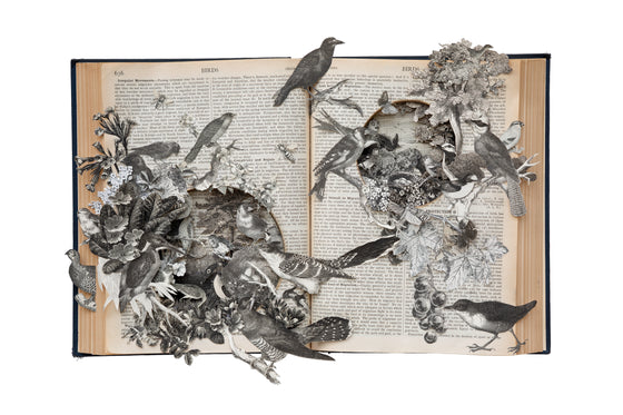 B is for Birds II