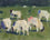 Sheep in the Chess Valley