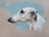 Borzoi Study I