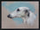 Borzoi Study I