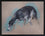 Greyhound Study