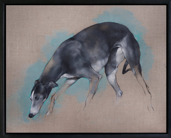 Greyhound Study