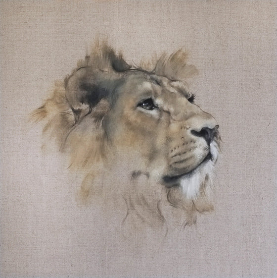 Lion Head Study