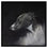 Whippet Head Study