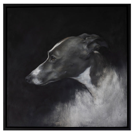 Whippet Head Study