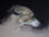 Whippet Study III