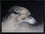Whippet Study III