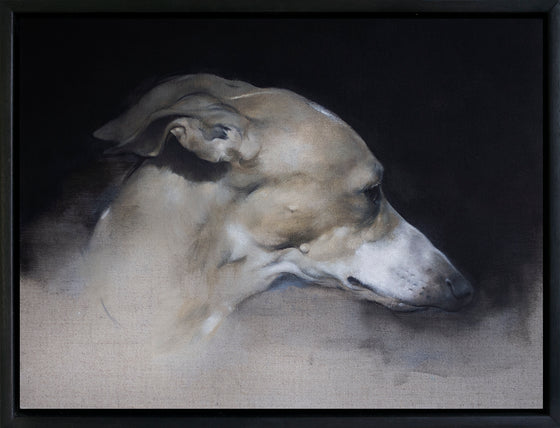 Whippet Study III