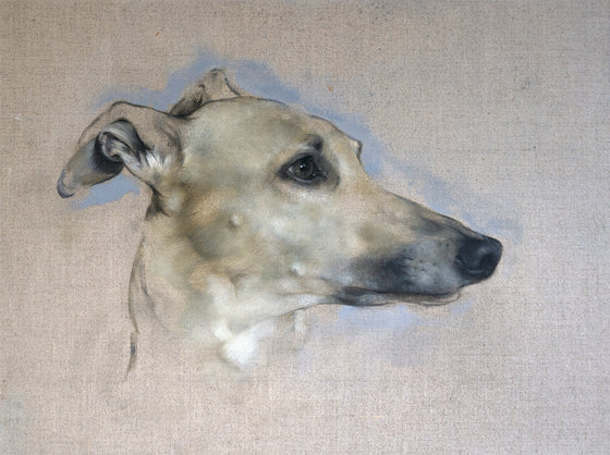 Whippet Study II