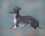 Italian Greyhound Study