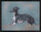 Italian Greyhound Study