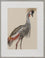 Crane