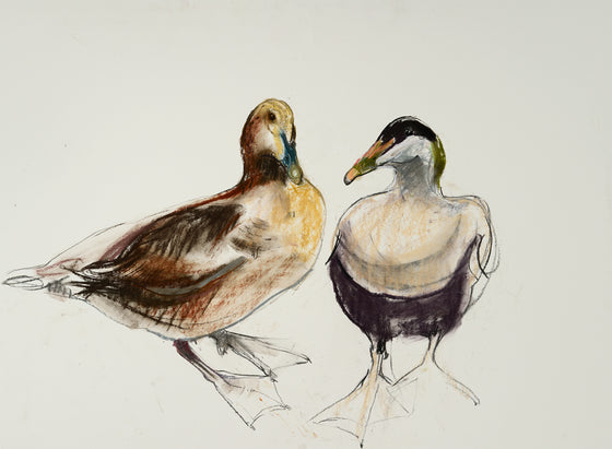 Eider Ducks